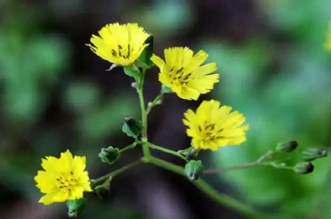 διαβολοχορτο