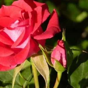 Παραπονα Ροδου: Πώς να Τα Διαχειριστείτε και Τι Πρέπει να Γνωρίζετε