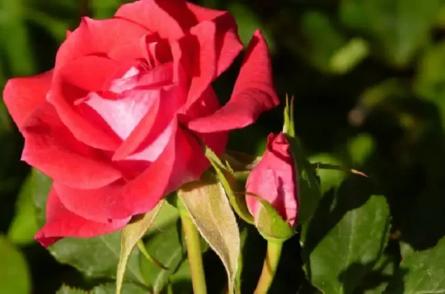 παραπονα ροδου