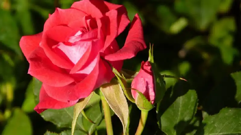 παραπονα ροδου